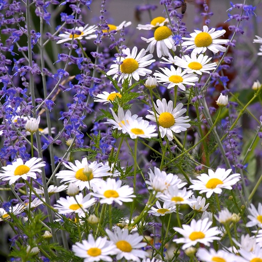 Lavender & Chamomile Fragrance Oil